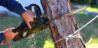 Best Arborist Consultation Services  in Centre Grove, NJ