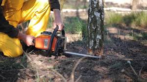 Best Tree and Shrub Care  in Centre Grove, NJ