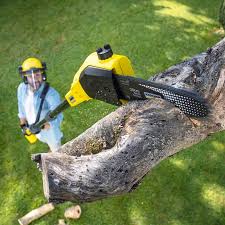 Best Tree Preservation Services  in Centre Grove, NJ