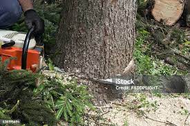Centre Grove, NJ Tree Removal Company