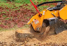 Best Root Management and Removal  in Centre Grove, NJ