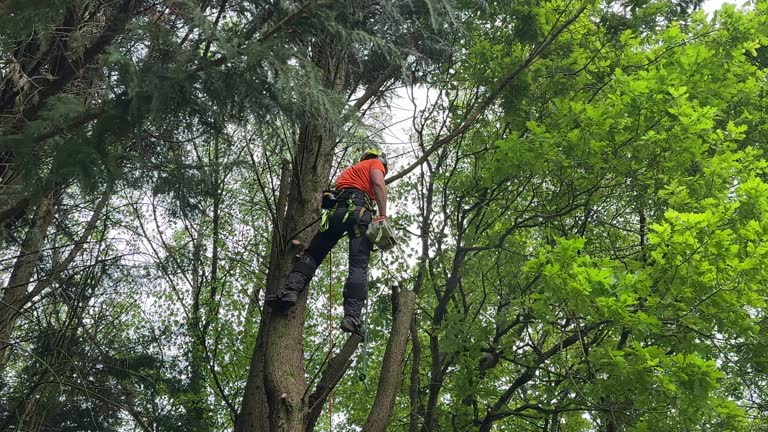 Best Seasonal Cleanup (Spring/Fall)  in Centre Grove, NJ