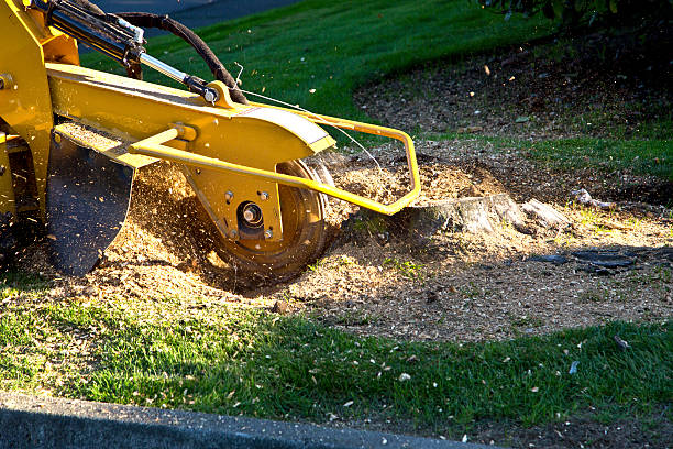  Centre Grove, NJ Tree Removal Pros
