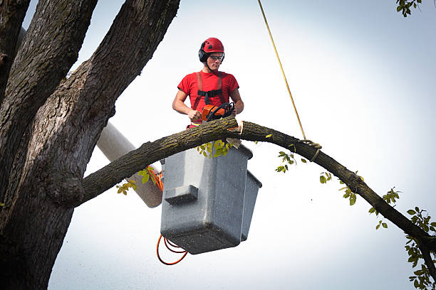 Best Storm Damage Tree Cleanup  in Centre Grove, NJ